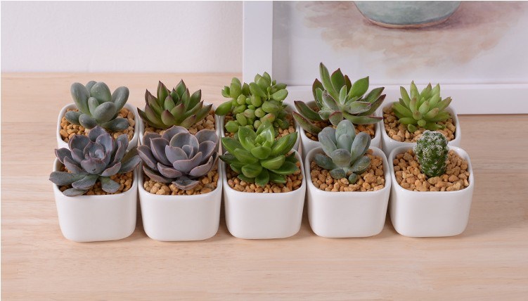 Ceramic Square White Flowerpot