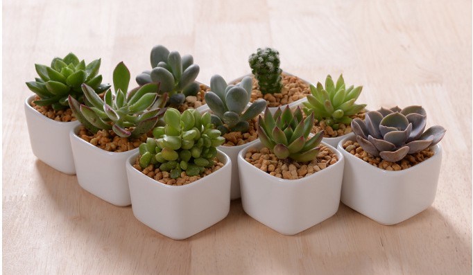 Creative Desktop Decoration Mini White Ceramic Flower Pot