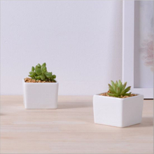 Creative Fashion Ceramic White Square Flowerpot