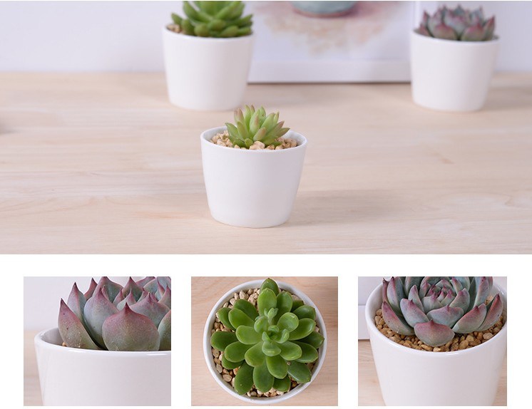 Mini Personalized Ceramic Olive Boat Shaped White Flowerpot